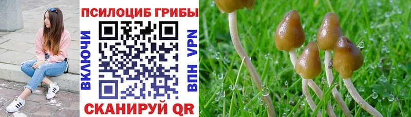 Купить закладки  Красный Кут  Псилоцибиновые грибы Psilocybe 